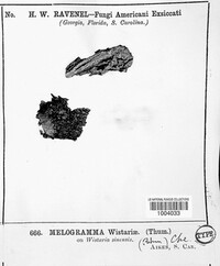 Melogramma wisteriae image